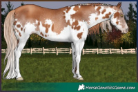 Horse Color:Gray Gold Champagne Frame Appaloosa  and Gray Gold Champagne Splash Rabicano 