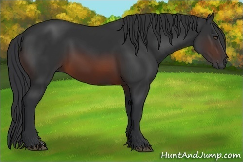 Horse Color:Brown 