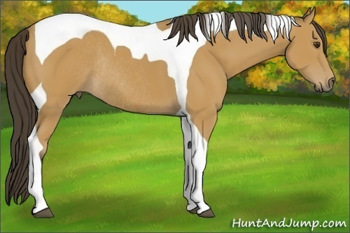 Horse Color:Buckskin Tobiano Rabicano