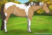 Horse Color:Buckskin Tobiano Rabicano