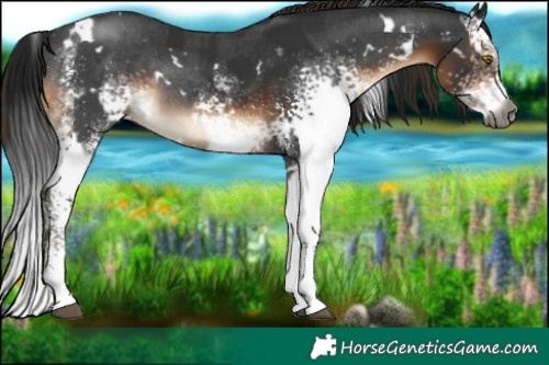 Horse Color:Gray White Spotted Brown Rabicano  and Gray White Spotted Liver Chestnut Rabicano 