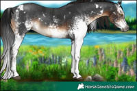 Horse Color:Gray White Spotted Brown Rabicano  and Gray White Spotted Liver Chestnut Rabicano 