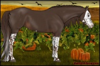 Horse Color:Liver Chestnut  and Liver Chestnut Splash 