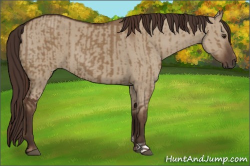 Horse Color:Liver Red Dun and Liver Red Dun
