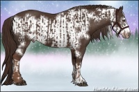 Horse Color:Liver Chestnut  and Liver Chestnut Frame 