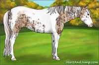 Horse Color:Liver Chestnut Splash Tobiano and Chocolate Palomino Pearl Splash Tobiano