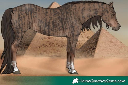 Horse Color:Liver Chestnut  and Liver Red Dun 