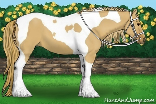 Horse Color:Red Dun Tobiano