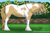 Horse Color:Red Dun Tobiano