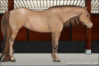 Horse Color:Brown Dun  and Liver Chestnut Pearl 