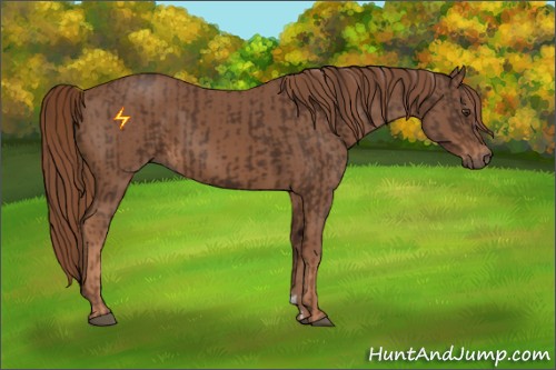 Horse Color:Liver Chestnut  and Chestnut 
