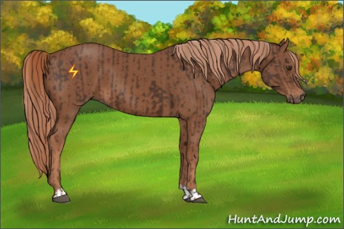 Horse Color:Liver Chestnut  and Chestnut 