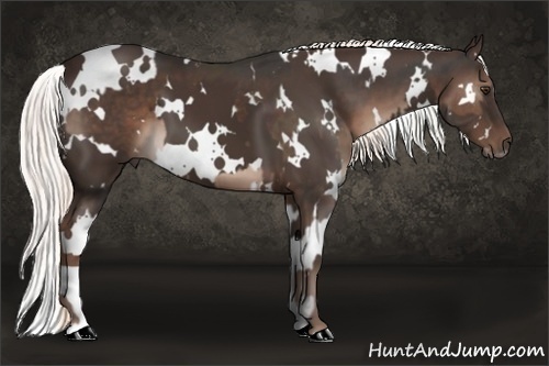 Horse Color:White Spotted Liver Chestnut  and White Spotted Liver Chestnut 
