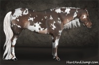 Horse Color:White Spotted Liver Chestnut and White Spotted Liver Chestnut