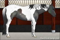 Horse Color:Black Tobiano 