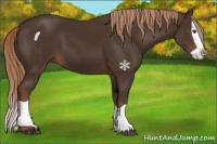 Horse Color:Liver Chestnut and Liver Chestnut Splash