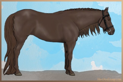 Horse Color:Liver Chestnut  and Liver Chestnut 
