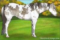 Horse Color:White Spotted Smoky Black Splash 
