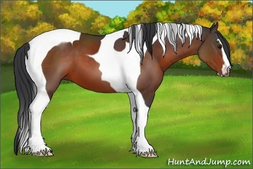 Horse Color:Bay Sabino Tobiano 