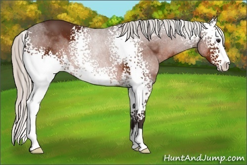 Horse Color:White Spotted Silver Brown Sabino