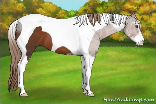 Horse Color:Liver Chestnut Sabino Tobiano 