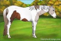 Horse Color:Liver Chestnut Sabino Tobiano