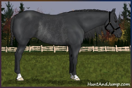 Horse Color:Black Rabicano