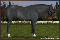 Horse Color:Black Rabicano 