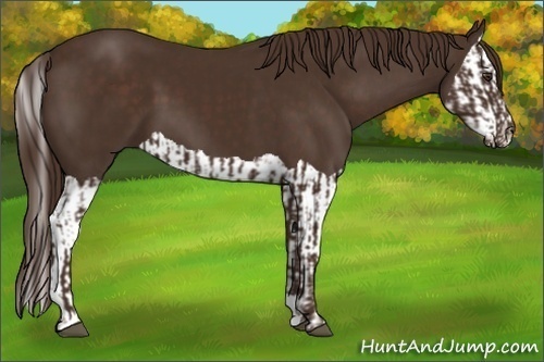 Horse Color:Liver Chestnut  and Liver Chestnut Splash 