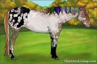 Horse Color:Painted Chocolate Palomino Ice Tobiano Appaloosa 