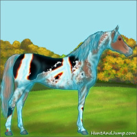 Horse Color:Gray Thunderstruck White Spotted Palomino Tobiano Near Fewspot Rabicano 