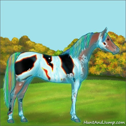 Horse Color:Gray Painted Thunderstruck Palomino Tobiano Appaloosa Rabicano 