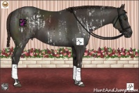 Horse Color:White Spotted Liver Chestnut Pearl  and Liver Chestnut 