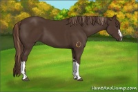 Horse Color:Liver Chestnut  and Liver Chestnut 
