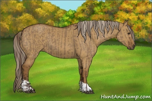 Horse Color:Liver Red Dun  and Chocolate Palomino Dun 