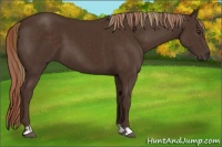 Horse Color:Liver Chestnut  and Liver Chestnut 