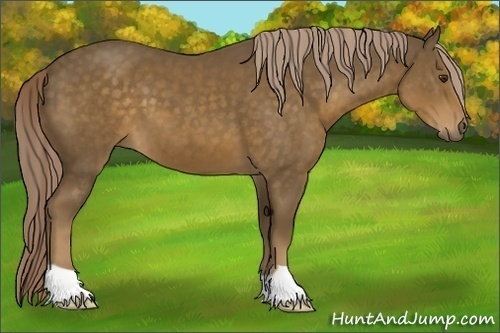 Horse Color:Chocolate Palomino 