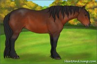 Horse Color:Gray Bay