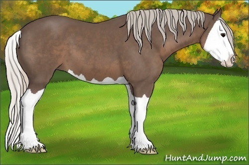 Horse Color:Silver Black Splash 
