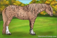 Horse Color:Liver Chestnut  and Gold Champagne 