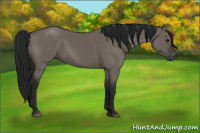 Horse Color:Gray Grullo 