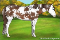 Horse Color:White Spotted Liver Chestnut Sabino Splash Varnish