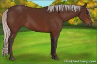 Horse Color:Silver Bay 
