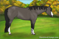 Horse Color:Gray Grullo 