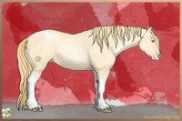 Horse Color:Buckskin Pearl Tobiano Rabicano 
