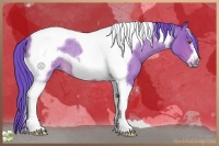 Horse Color:Watercolor Bay Roan Tobiano Frame Rabicano 