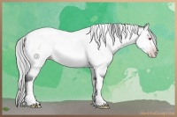 Horse Color:Silver Amber Champagne Chinchilla Tobiano Rabicano 