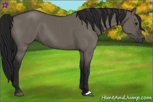 Horse Color:Gray Grullo