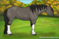 Horse Color:Gray Grullo 