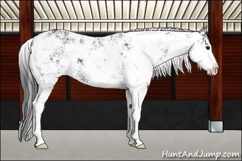 Horse Color:Black Sabino 